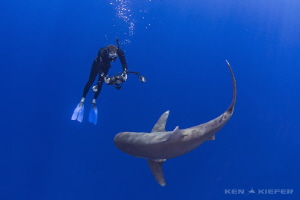 My friend free dives down to dance with an Oceanic Whitet... by Ken Kiefer 
